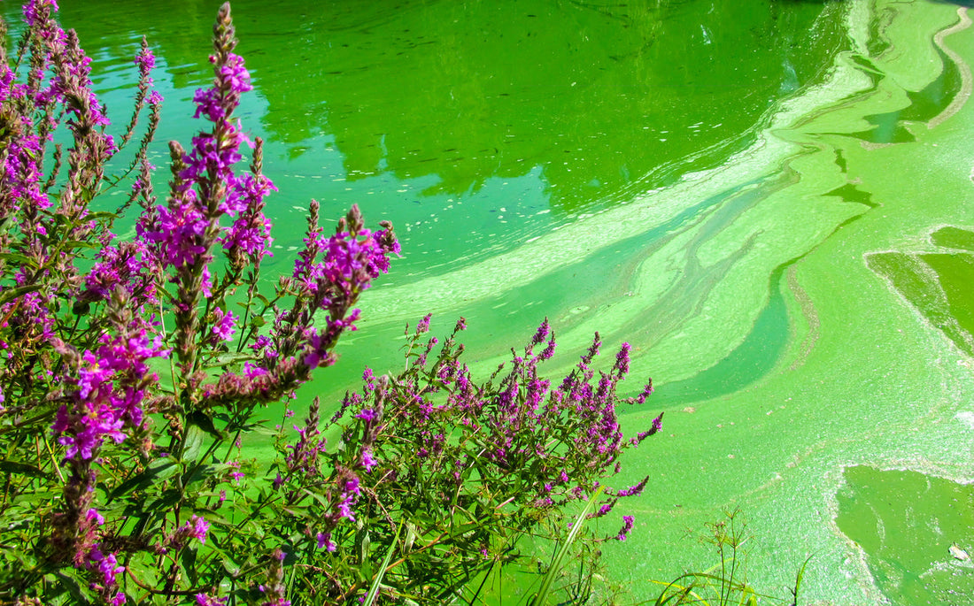 Everything you need to know about blue-green algae