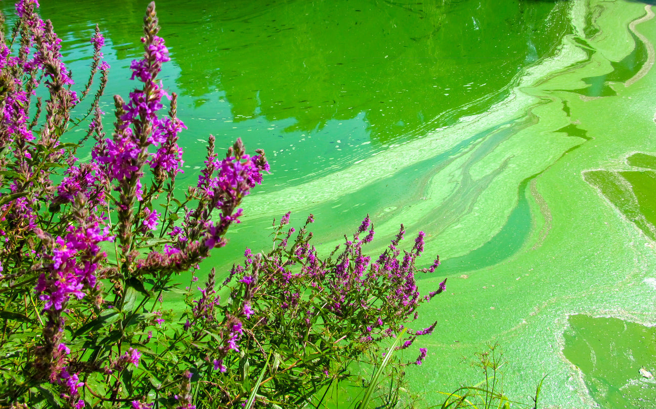 Everything you need to know about blue-green algae