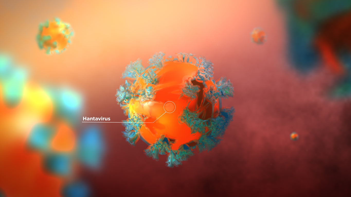 A close up of a hantavirus cell